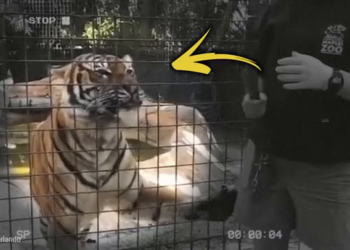 T1404010 Cuando La Policía Se Encontró Con Animales part2