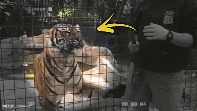 T1404010 Cuando La Policía Se Encontró Con Animales part2