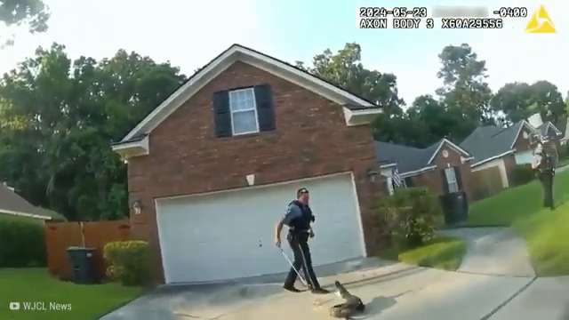 T0604002 Cuando La Policía Se Enfrenta Animales part2